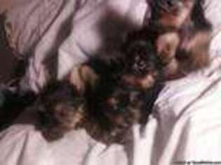 Yorkshire Terrier Puppy for sale in MONROEVILLE, PA, USA