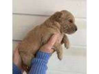 Goldendoodle Puppy for sale in Hazlehurst, GA, USA