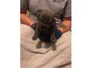 Cane Corso Puppy for sale in Terry, MS, USA