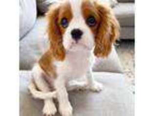 Cavalier King Charles Spaniel Puppy for sale in Hudsonville, MI, USA