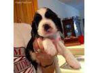 English Springer Spaniel Puppy for sale in Leesburg, AL, USA