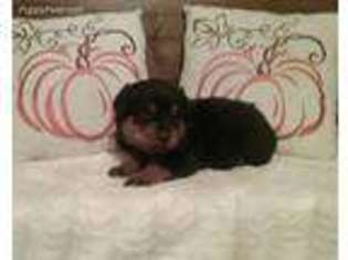 Rottweiler Puppy for sale in Uniontown, PA, USA