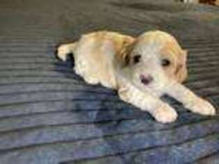 Cavapoo Puppy for sale in Sulphur Springs, TX, USA