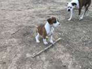 Boxer Puppy for sale in Ault, CO, USA