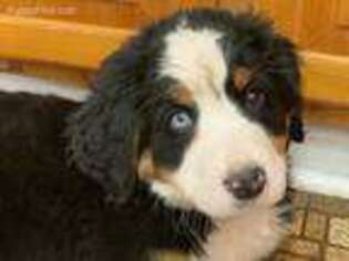 Bernese Mountain Dog Puppy for sale in Manhattan, KS, USA