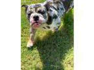 Bulldog Puppy for sale in Prosper, TX, USA