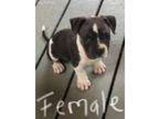 Mutt Puppy for sale in Oxon Hill, MD, USA