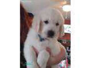 Golden Retriever Puppy for sale in Mechanicsburg, OH, USA
