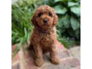 Goldendoodle Puppy for sale in Madisonville, KY, USA