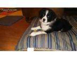 Border Collie Puppy for sale in Stanford, KY, USA