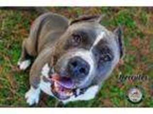American Pit Bull Terrier Puppy for sale in DALLAS, GA, USA