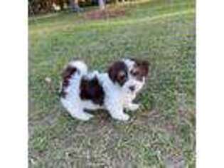 Havanese Puppy for sale in Cat Spring, TX, USA