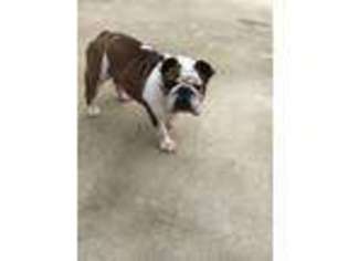 Bulldog Puppy for sale in Mount Holly, NC, USA