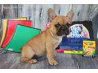 French Bulldog Puppy for sale in Tome, NM, USA