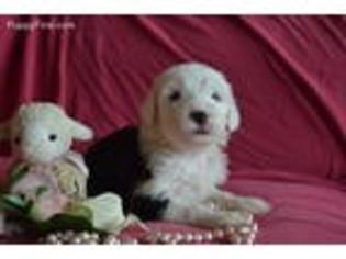 Old English Sheepdog Puppy for sale in Bingham Lake, MN, USA