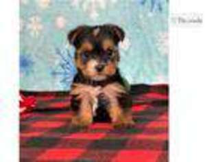 Yorkshire Terrier Puppy for sale in Canton, OH, USA