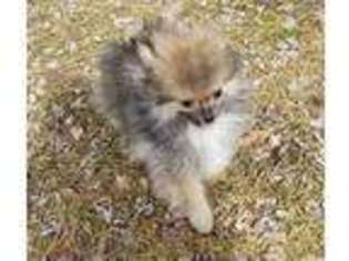 Pomeranian Puppy for sale in Hoosick Falls, NY, USA