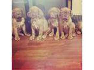American Bull Dogue De Bordeaux Puppy for sale in Sharon Hill, PA, USA
