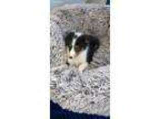 Border Collie Puppy for sale in Maplewood, NJ, USA
