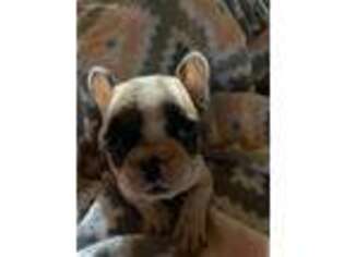 French Bulldog Puppy for sale in Corinth, MS, USA