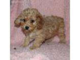 Cavapoo Puppy for sale in West Lafayette, OH, USA
