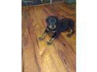 Rottweiler Puppy for sale in Dade City, FL, USA