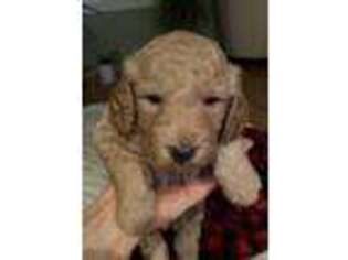 Goldendoodle Puppy for sale in Wesley, AR, USA