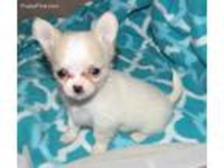 Chihuahua Puppy for sale in Goldendale, WA, USA