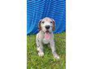 Great Dane Puppy for sale in Belews Creek, NC, USA
