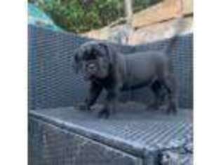 Cane Corso Puppy for sale in Oakland, OR, USA