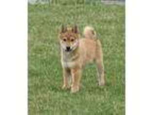 Shiba Inu Puppy for sale in Hagerstown, IN, USA