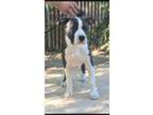 American Staffordshire Terrier Puppy for sale in Pittsburg, CA, USA