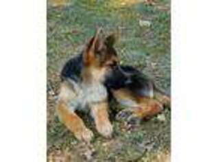 German Shepherd Dog Puppy for sale in Big Rock, TN, USA