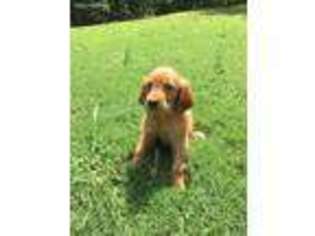 Golden Retriever Puppy for sale in Greenville, SC, USA