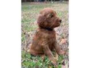 Labradoodle Puppy for sale in Holly Springs, NC, USA
