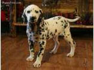 Dalmatian Puppy for sale in Falcon, MO, USA