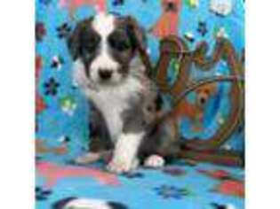 Mutt Puppy for sale in Lancaster, CA, USA