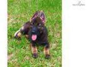 German Shepherd Dog Puppy for sale in Hattiesburg, MS, USA