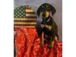 Doberman Pinscher Puppy for sale in Means, KY, USA