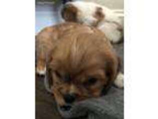 English Toy Spaniel Puppy for sale in Simpsonville, SC, USA