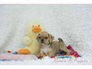 Puggle Puppy for sale in Pottersville, MO, USA