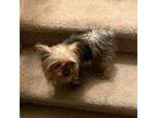 Yorkshire Terrier Puppy for sale in Arizona City, AZ, USA