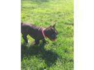French Bulldog Puppy for sale in Loogootee, IN, USA