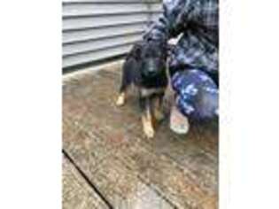 German Shepherd Dog Puppy for sale in Springfield, MA, USA