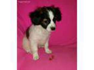 Papillon Puppy for sale in Rootstown, OH, USA