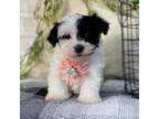 Havanese Puppy for sale in Topeka, IN, USA