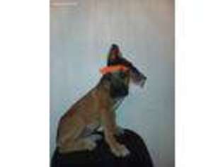 Cane Corso Puppy for sale in Hartville, MO, USA