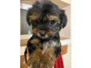 Yorkshire Terrier Puppy for sale in Oakland, CA, USA