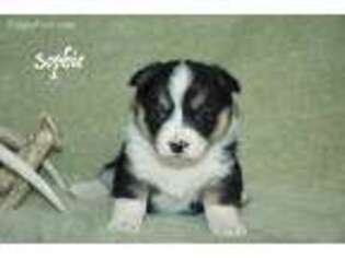 Pembroke Welsh Corgi Puppy for sale in Plummer, ID, USA