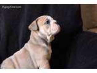 Bulldog Puppy for sale in Pottstown, PA, USA